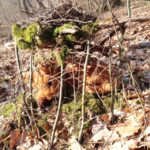 weidenhaeuschen_auch-fuers-rehkitz